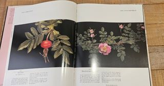 Libro Roses Old Roses and Species Roses -Tapa dura
