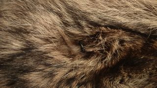 Pelliccia di marmotta