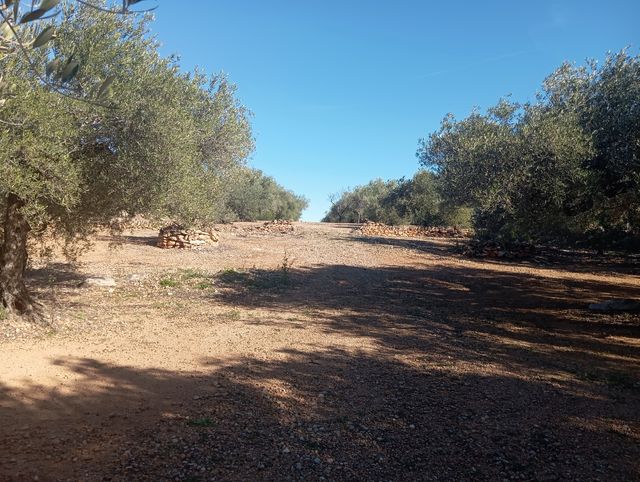 Finca en L,Ampolla 5 jornales llanos