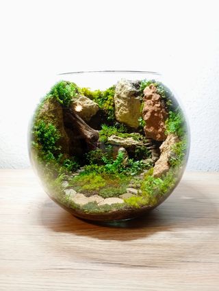 Terrario ecosistema natural