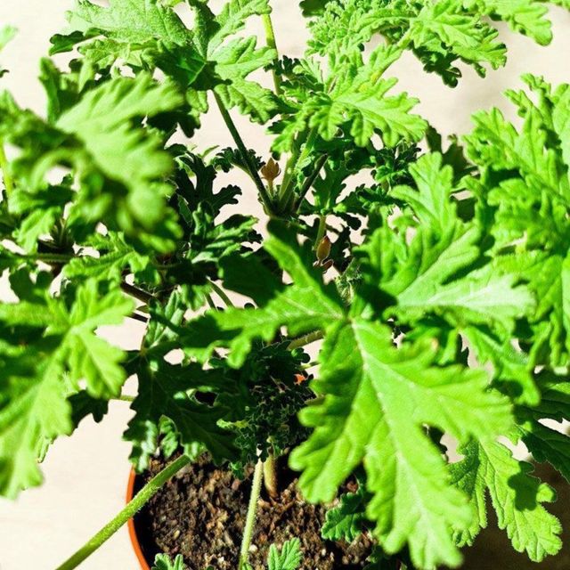 Pelargonium Citricum - Geranio limon - Planta Viva