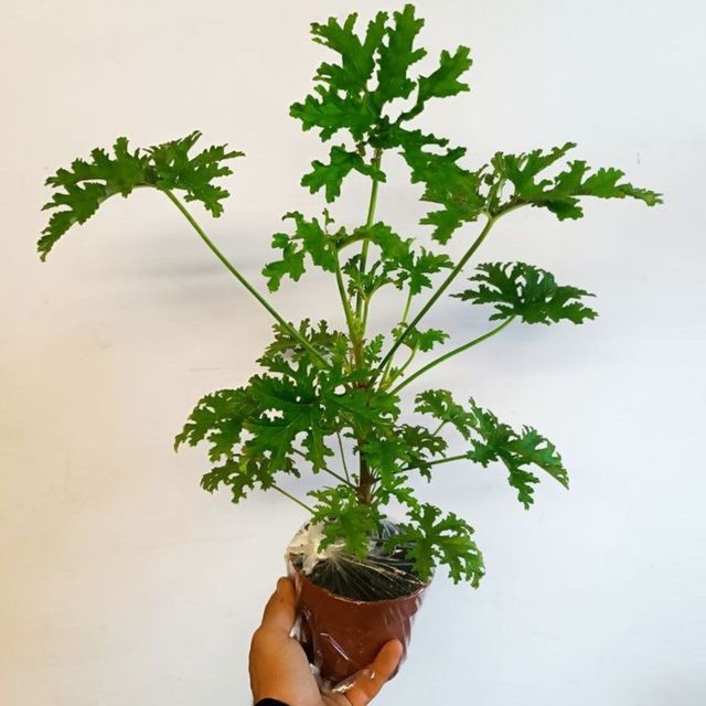 Pelargonium Citricum - Geranio limon - Planta Viva