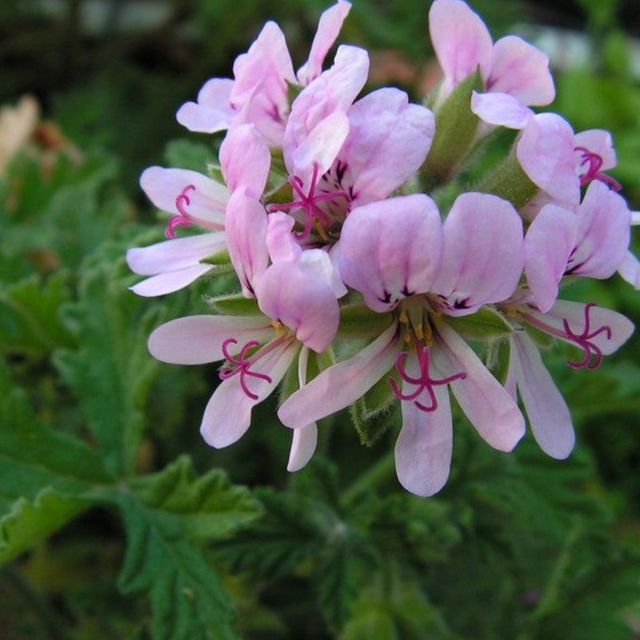 Pelargonium Citricum - Geranio limon - Planta Viva