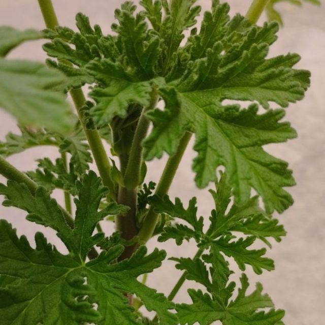 Pelargonium Citricum - Geranio limon - Planta Viva