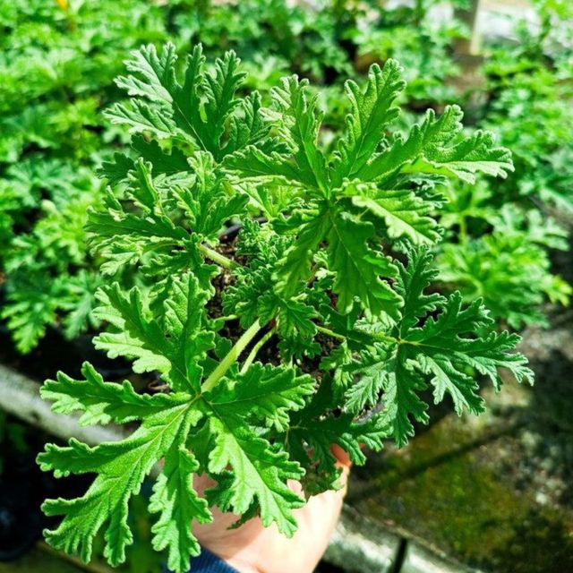 Pelargonium Citricum - Geranio limon - Planta Viva