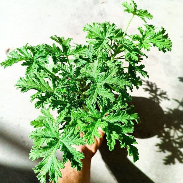 Pelargonium Citricum - Geranio limon - Planta Viva