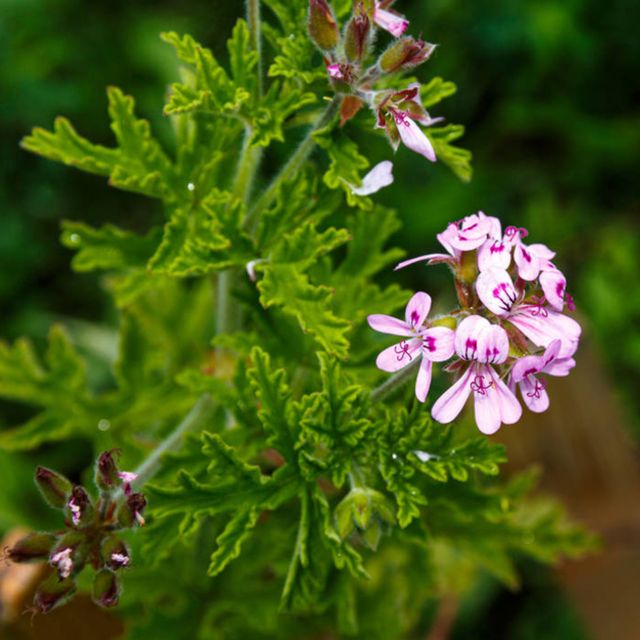 Pelargonium Citricum - Geranio limon - Planta Viva