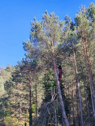 Tala y poda de árboles especializada.
