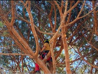 Tala y poda de árboles especializada.