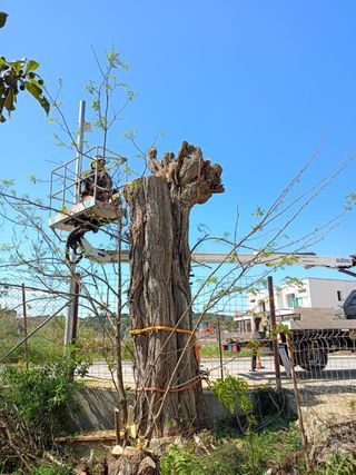 Tala y poda de árboles especializada.