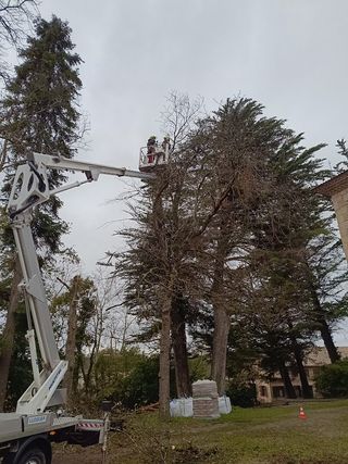 Tala y poda de árboles especializada.