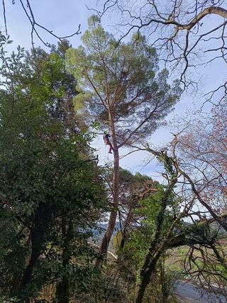 Tala y poda de árboles especializada.
