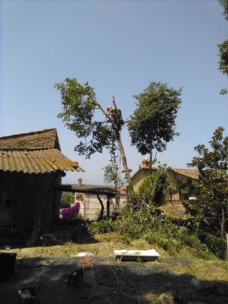 Tala y poda de árboles especializada.
