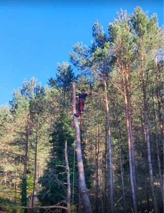 Tala i poda d’arbres en alçada