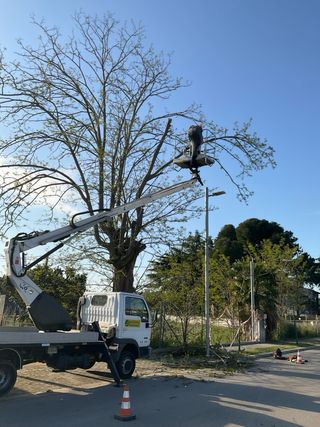 Tala i poda d’arbres en alçada