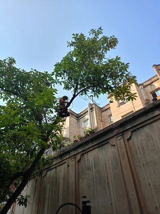 Tala i poda d’arbres en alçada