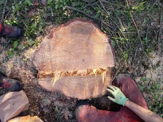 Tala i poda d’arbres en alçada