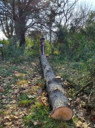 Tala i poda d’arbres en alçada