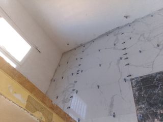 Pladurista , albañil, fontanero