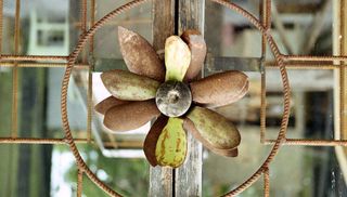 Prakticar pentacon pancake 50mm 2.4f