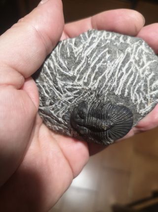 Trilobite Fósil Sacbriscutellum