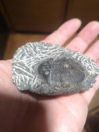 Trilobite Fósil Sacbriscutellum