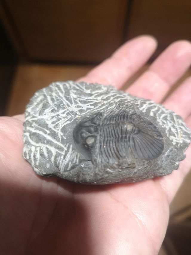 Trilobite Fósil Sacbriscutellum