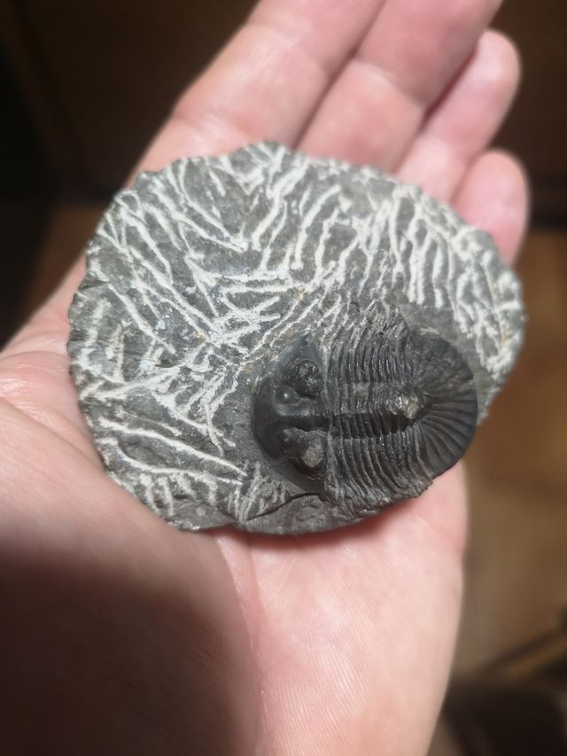 Trilobite Fósil Sacbriscutellum