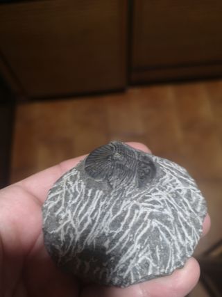 Trilobite Fósil Sacbriscutellum