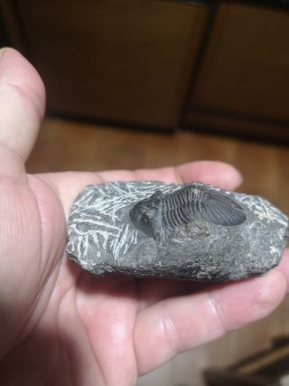 Trilobite Fósil Sacbriscutellum