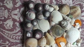 Conchiglie varie