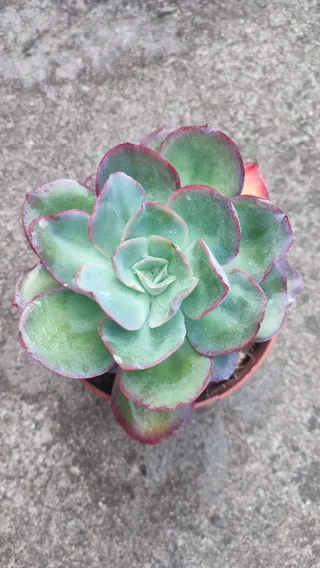 Echeveria Green Pacific