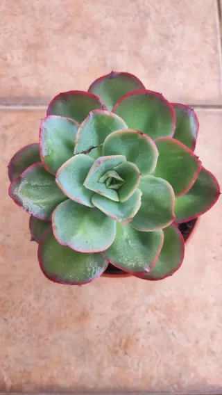 Echeveria Green Pacific