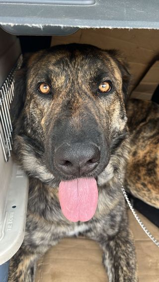 PASEADORA DE PERROS.