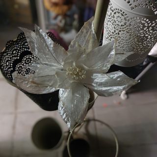 Grande stella di N. bianco