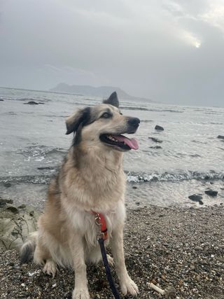 Dog classes