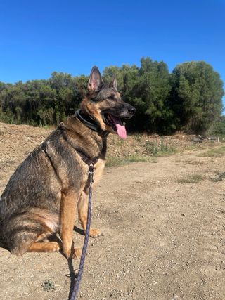 Dog classes