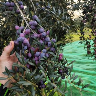 Serviciodelimpieza,campo,jardinería,huertos poda