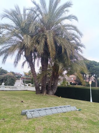 tala poda todo tipo de arboles palmeras