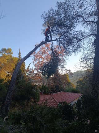 tala poda todo tipo de arboles palmeras
