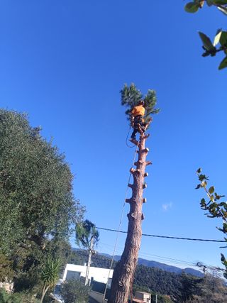 Pino poda tala limpieza parcela palmeras