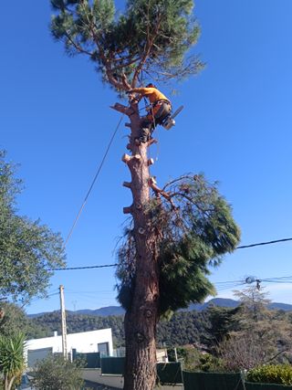 Pino poda tala limpieza parcela palmeras