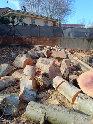 Pino poda tala limpieza parcela palmeras