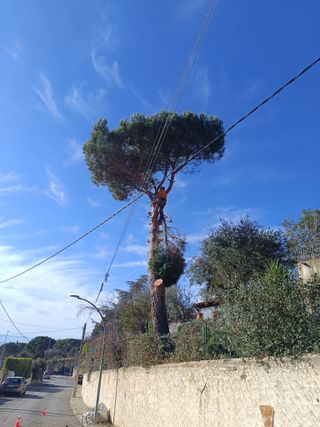 Pino poda tala limpieza parcela palmeras
