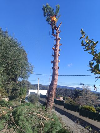 Pino poda tala limpieza parcela palmeras