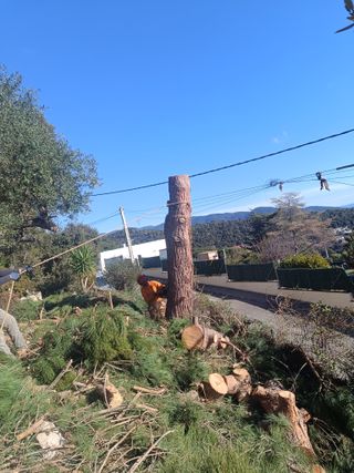 Pino poda tala limpieza parcela palmeras