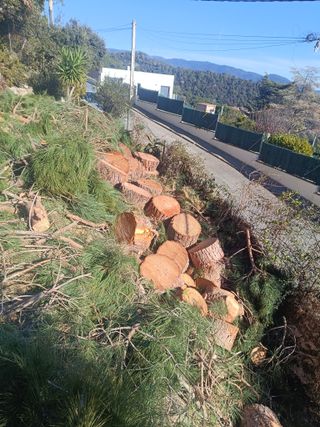 Pino poda tala limpieza parcela palmeras