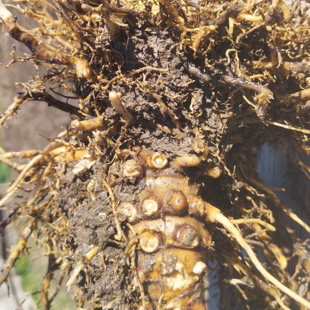 RIZOMA BAMBÚ XXL - Rizoma Grande Inigualable