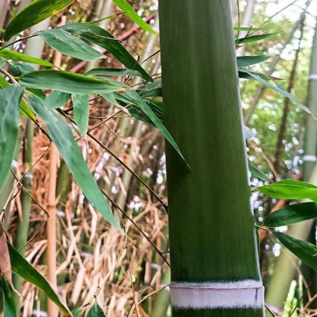 RIZOMA BAMBÚ XXL - Rizoma Grande Inigualable