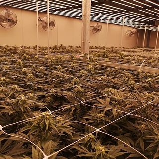 Pantallas LED 320w cultivo indoor